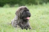 MASTIFF 072